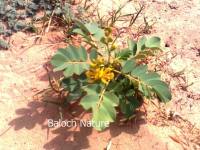 Italian senna (Senna italica)
Kaspind
کسپنڈ
کسپنڈ یک کسانیں بوٹگ ء گرماگی روچاں سر سبز شاداب بیت - ادا کسپنڈ پُل انت - کسپنڈے پُل زرد انت او ڈولدار انت - چونایا کسپنڈ ء پہ درمان کار مرز کن انت - انچو کسپنڈ درمان ات ہمے وڈا ڈولداریں پُل ات - کسپنڈ گیشتر ھُشکاوگیں ڈگاران یا ڈگارواں کوہاں رودیت -۔

