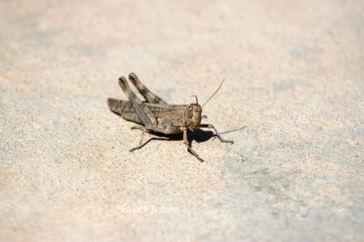 Grasshopper
Gorri Madag
گُرّی مدگ
گُرّی مدگ ہم یک کٹگ ء اے گیشترا میدان او کشارانی تہا دست کپیت - گُرّی مدگ ء جنگ او کُشک بلوچ شر نہ لیک انت - پرچا اے بی ھیریں او بے تاکیں کٹگ انت - اے مردما گندات بلے بال نہ کنت - اشیا مالوم بیت کہ اے ایوکیں کٹگ انت کہ انسان دوست انت - چمیشکا بلوچ گُرّی مدگ ء نہ جن انت او گار و گور نہ کن انت - او وتی چُکّاں مکن کن انت -۔
