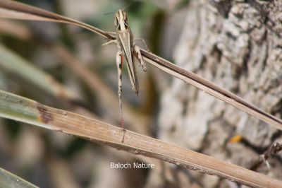 Grasshopper 
Zranko
زرانکو
زرانکو کسانیں کٹگ - بلے باز مہنتی کٹگ ء کہ مدام ھرکت کنت یک جاہ نہ نند ات بلکین تچیت او مڑوکین کٹگ ات - اشیے ہمے ھرکتاں چہ کہ مدام اشیے زرانک بزاں پادلکاں کار بندی ایت چمیشکا  زرانکو نام کپتگ -۔ 

