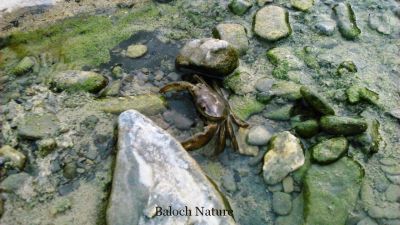 Crab 
کککولی
Kikkoli
