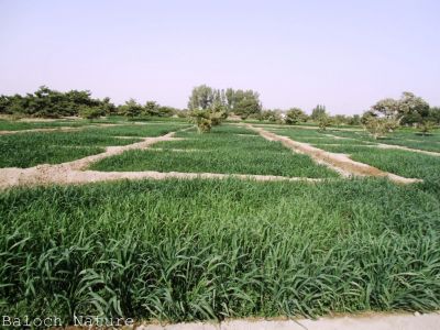 Balochistan cultivated land
گلزمین ءِ کشار
Golzamin e kishar
بلوچ گلزمین پہ کشار ءَ دل ءَ حساب انت ۔ بلوچستان ءِ زمین ءِ پیمیں زمین باز کم مُلکاں است انت ۔ چیا کہ بلوچستان زمین چہ گرمیں دریا ءَ بندات بیت کہ ادا گرمی کساس چل ءُ ہشت ءَ سر بیت ۔ چہ کوہ مُردار ءَ کٹ ات کہ اودا سردی بیست پنچ جہل ءِ صفر انت ، تو ہمے زانگ بیت کہ دگنیاہ ءَ ھر وڑیں دھل بہ بیت کہ میوہ سبزی بلوچستان ہمک وھدااں کشت کنے ۔ اگاں مارا چماٹہ کشگی انت۔ جنوری تا اپریل ءَ مکران ءَ ، مارچ تا جون ءَ جھلاوان ءَ اپریل تا دسمبر قلات ءُ سراوان چماٹہ پاگ دنت، اے وڑیں سر ڈگار دگنیاہا باز کم انت ۔ 

