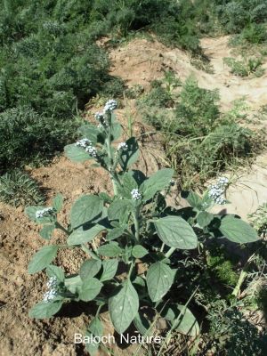 Heliotropium europaeum
کوڈالوک
Kodalok
کوڈالوک اسپیت چکیں کسانیں بوٹگ ءِ کہ ڈگارواں ءُ  کپوت چمّانی تہا رودیت،   ۔ اے کشاورزیں ڈگارانی بنداں ہم رودیت۔ کوڈالوک ءِ تاک کسانین بلے کم ءِ بَز ءُ زِبرناک انت۔ پس اشیے چرگ ءَ انچو ھُبناک نہ انت بلے ھُشتر ءِ دلپسندیں کاہ انت ۔
