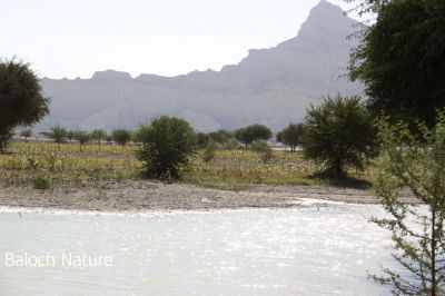 A view of Mahdi mount
مہدی ءِ کوہ
Mahdi e koh
مہدی ءِ کوہ وھدیکہ زاھر بیت گڈاں ہمے بزان کہ نوں گوادر نزیک انت۔ اے ڈگار کہ تنگا کڈب ءِ است انت ءُ ھور ءَ اے ڈگار پدا چہ آپ ءَ پُر کتگ، تنیگا ڈگارے کابیل انگتہ آپ ءَ چہ پُر انت۔ 

