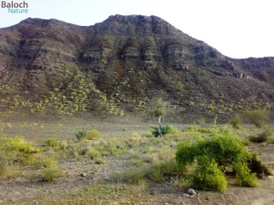 Mountain scene
کوہ ء ندارگ
بلوچستانے کوہانی ندارگ باز جوان انت - بلے  بہار ے درگتا کوہانی ندارگ گیشتر ڈولدار بیت 
