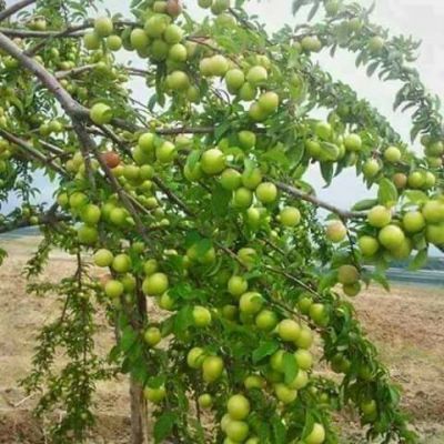 Wild  Apple

کوہی سرُوپُک
Kohi Sropok
کوہی سروپُک سروپ ءِ کستریں زات انت ۔ کہ بلوچستاں سردیں ہند و دمگاں بزاں کوہستگاں پیداک بیت۔ اے باز وش انت

