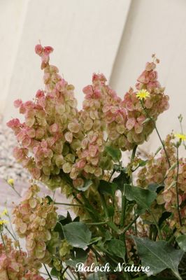 BLADDER DOCK (Rumex vesicarius)
کوہی تروپشوک
Kohi Tropshok
کوہی تروپشوک یک کاہے ، یک سلادے ، او زیبداریں پُل ءِ ۔ بلوچستان ءِ ڈلپادیں ھند ءُ دمگاں کوہی تروپشوک  رودیت ، کسانین ءُ نازورکیں تاکاں سر چننت ءُ ورنت ، دلوتانی کاہ ءِ بلے آھرا پُل بیت تاں دیراں وتی پُلاں داریت ۔
