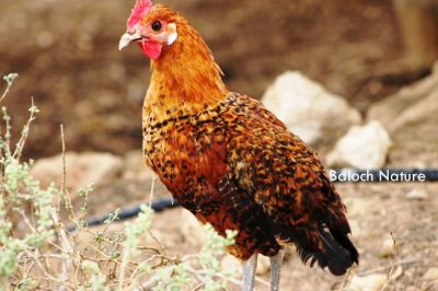 Male Chicken 
کروسُک
Koros
اے کروس کککڑ ءِ یک زات انت کہ مئے کککڑاں چہ کم ءِ جون ءَ چہ کستر انت، مرچاں اے ہم بلوچستان ءَ است انت۔ 
