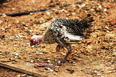 Chicken
کککوڈ
Kokkod
اے کککوڈے یک زات ءِ کہ ءِ باز مزن نہ بیت۔ کککوڑ بلوچستان ءِ کوھنیں لوگ ءِ دپ ءِ رامگیں مُرگ انت ۔ کہ اشیے ھیک ءَ ورانت، ءُ جندے گوشت ءَ ہم ورانت ۔ 
