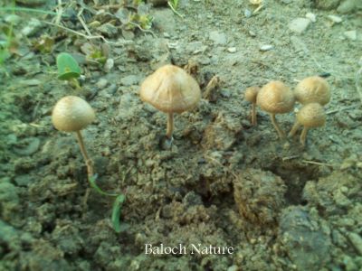 mushroom
کلاھُک
Kolahok
کلاھوک کٹینگ ءِ زات ءِ بلے اے باز کسان انت ۔ ایشیا نہ ورنت پرچا کہ اے کم ءِ زھر تام انت ۔ 
