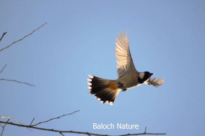 White chuck bulbul 
کُلی
Koli
کُلی بزاں بُلبُل کسانیں بالی مُرگ ء کہ بلوچستان ء درچک دارانی، کشارانی، باگ و پُلّانی، اوبہارانی زینت انت - کُلی وتی ہمراہ ء جدائی یا باز دلسوزیں پریاد کنت - بلے بہار او پلانی توکا آشقی الہان کنت کہ کہ ھمک عاشق ء وتی نیمگا دلگوش گور کنائین ات
