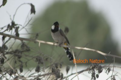 White Chick Bulbul
Koli
کُلی
کُلی بزاں بُلبُل کسانیں بالی مُرگ ء کہ بلوچستان ء درچک دارانی، کشارانی، باگ و پُلّانی، اوبہارانی  زینت انت - کُلی وتی ہمراہ ء جدائی یا باز دلسوزیں پریاد کنت - بلے بہار او پلانی توکا آشقی الہان کنت کہ کہ ھمک عاشق ء وتی نیمگا دلگوش گور کنائین ات - ۔  
