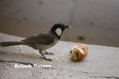 White Chick Bulbul
کُلی
Kolli
کُلی بزاں بُلبُل کسانیں بالی مُرگ ء کہ بلوچستان ء درچک دارانی، کشارانی، باگ و پُلّانی، اوبہارانی زینت انت - کُلی وتی ہمراہ ء جدائی یا باز دلسوزیں پریاد کنت - بلے بہار او پلانی توکا آشقی الہان کنت کہ کہ ھمک عاشق ء وتی نیمگا دلگوش گور کنائین ات - ۔

