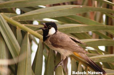 White Chick Bulbul
کُلی
Koli
کُلی بزاں بُلبُل کسانیں بالی مُرگ ء کہ بلوچستان ء درچک دارانی، کشارانی، باگ و پُلّانی، اوبہارانی زینت انت - کُلی وتی ہمراہ ء جدائی یا باز دلسوزیں پریاد کنت - بلے بہار او پلانی توکا آشقی الہان کنت کہ کہ ھمک عاشق ء وتی نیمگا دلگوش گور کنائین ات - ۔

