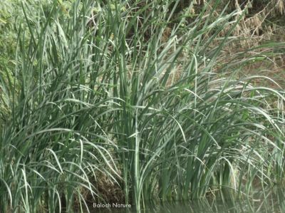 Typha angustifolia
کُل
Koll
کُل چونایا کاہ ءِ ۔ اے گیشتر کوراں ہما جاگہ رودیت کہ اودا لچ ءُ مین باز بہ بیت ۔ نہنگ ءَ وھدے زمانگ ءَ کل باز بوتگ او کُلانی توک ءَ لدی ءُ دگر رستراں جاگہ کُتگ ، بلے مرچی باندا کم انت نوں میرانی ڈیم ءَ چہ باز جاگہ کُل رستگ ۔ بلوچاں کُل روتگ او سر ءُ بُن کتگ انت او وتی لوگانی سرا داتگ انت کہ ھور مریچ انت ۔ بلے درمُلک ء مردم کُل ءپُل ءِ دار کہ ترند انت زرتگ او سپت او ٹوکری جوڈ کتگ کُرشی ءُ ٹیبل جوڈ کوتگ بلے بلوچ تنیگا انچو نزان انت ۔


