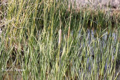 Typha angustifolia
Koll
کُل
کُل چونایا کاہ ءِ ۔ اے گیشتر کوراں ہما جاگہ رودیت کہ اودا لچ ءُ مین باز بہ بیت ۔ نہنگ ءَ وھدے زمانگ ءَ کل باز بوتگ او کُلانی توک ءَ لدی ءُ دگر رستراں جاگہ کُتگ ، بلے مرچی باندا کم انت نوں میرانی ڈیم ءَ چہ باز جاگہ کُل رستگ ۔ بلوچاں کُل روتگ او سر ءُ بُن کتگ انت او وتی لوگانی سرا داتگ انت کہ ھور مریچ انت ۔ بلے درمُلک ء مردم کُل ءپُل ءِ دار کہ ترند انت زرتگ او سپت او ٹوکری جوڈ کتگ کُرشی ءُ ٹیبل جوڈ کوتگ بلے بلوچ تنیگا انچو نزان انت ۔ 
