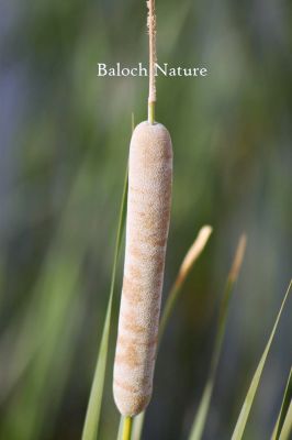 Typha angustifolia
Koll
کُل
کُل چونایا کاہ ءِ ۔ اے گیشتر کوراں ہما جاگہ رودیت کہ اودا لچ ءُ مین باز بہ بیت ۔ نہنگ ءَ وھدے زمانگ ءَ کل باز بوتگ او کُلانی توک ءَ لدی ءُ دگر رستراں جاگہ کُتگ ، بلے مرچی باندا کم انت نوں میرانی ڈیم ءَ چہ باز جاگہ کُل رستگ ۔ بلوچاں کُل روتگ او سر ءُ بُن کتگ انت او وتی لوگانی سرا داتگ انت کہ ھور مریچ انت ۔ بلے درمُلک ء مردم کُل ءپُل ءِ دار کہ ترند انت زرتگ او سپت او ٹوکری جوڈ کتگ کُرشی ءُ ٹیبل جوڈ کوتگ بلے بلوچ تنیگا انچو نزان انت ۔ 
