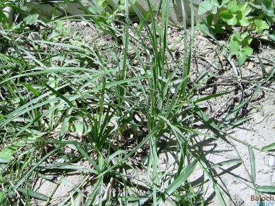 Cyperus rotundus
Kollichk
کُلّچک

کلّچک کسانیں وت رودیں کاہے - نرم ہ نازُرک انت - اے گیشتر سال ء دُوازدہیں ماہ ء سر سبز و شاداب گندگ ء کئت - دلوتانی دوستناکیں کاھاں چہ یکّے - اے کاہ گیشتر کشارانی توکا رودیت - اُو ڈولداریں پُل ء پر کنت - بلے توم پر نہ کنت - کلّچک اُنڈال ء جنت کسانین سیاہ رنگے کہ بلوچی ء تُوتک ء گُشنت - اگاں سال ء ھُور مہ بیت یا آپ مہ رسیت کلچک ء توتک نہ مریت
