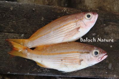 Golden Threadfin Bream 
Kolonto
کلونٹو
کلونٹو کسانیں ڈولداریں ماہیگ ءِ ۔ گیشترتیاب دپی او تلگیں آپ ءَ زند کن انت ۔ اے مستریں کد 10 انچ دراج بیت ۔
