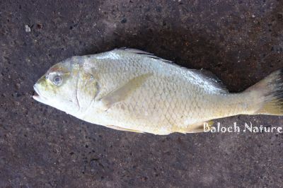 Yellow Seabream
Kompo
کومپو
کومپو کسانیں ماھیگ ءِ کہ گیشتر ماں لچ ءُ مین ءگردیت  ۔  یا ہما جاگہ کہ کورے دریا ءَ بریچیت ،  اشیا عربی ءَ کوفر گوش انت ۔
