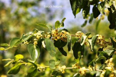 zizyphus jujuba
Konar Borr ent
کُنر بُور انت
کُنر بلوچستان ء میوہ ء زانگ بیت - کنر ء بلوچ پہ شُوق ورانت - چمیشکا بلوچستان ء چُشیں باگے نیست کہ کُنر ء مان مہ بیت - کُنر باز زات انت - پنس، گڈّگی، بے گڈگ، مکئِ، او دگہ بازیں - 

