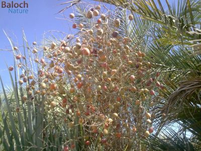 Nannorrhops ritchiana
داز اُو کوُُنر

کوُنر کُنرے بانک انت
سال ء دو بر پاگ دنت

داز بلوچانی زندے ٹُوہیں کوُنش است - پرچا کہ بلوچ چہ داز ء تگرد، پات، گورپات، سواس، سپت، کپات اُو دگہ بازینے جُوڑ کن انت کارمرز کن انت - بلے وہدے کہ داز پیر اُو ھلاس بیت گڑا یک ھُوشے پرکنت چو مچّے وڈا پپُک پرکنت کہ کوُنر گوشنت ء وراگ تامدار انت
