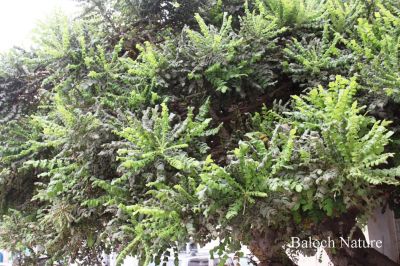 Frankincense (Boswellia serrata)
کندرک
Kondrik
کندرک یک ٹوہیں ءُ ساہگ داریں درچک ءِ۔ اے درچک دار ءَ چہ سُسُر پیداک بیت۔ اے سُسُر ءَ کندرک گوش انت ، کندرک ءَ پہ تہلگ کار مرز کن انت، کندرک ءَ چو سوچُکی پیما بُن دیینت ءُ دوتاں وشیں بوہ تالان بیت ۔ 
