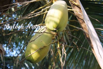 Coconut
نالگ، کوپڑا
Nalag ya Kopda
کوپڑا اے ھندے درچکے کہ اشیارا پہ مسالہ کارمرز کن انت ۔ مرچاں دگنیا چہ اشیے ٹیل ءَ پٹرول جوڑ کنگا انت ۔ بلے بلوچ اشیے ٹیل ءَ چہ وتی سراں چرپ کن انت او کپپو ءَ ورانت ۔ ھندے توکا کپپو ءَ درش انت نارُشتاں کارمرز کن انت او ٹیل ءَ چہ نارُشت ءُ سرا چرپ کن انت ۔ بلوچستان اے تیاب دپی ھنداں کوپڑا کش انت ۔ بلے ہمک مردم وتی زلورتانی کارمرز کنت ۔ اگاں کوپڈا ءِ باگ دشت ، نلینٹ ، کلمت ءِ ھند ءُ دمگاں جوڑ کنگ بہ بیت ننکہ بلوچستان ءِ کوپڑا ءِ زلورتان پیلہ کنت بلکیں کوپڑا برامد کُت کنت۔ بلے اے کارانی واستہ شرریں منسوبہ جوڑ کنگ لوٹ ات ۔
