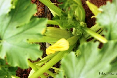 Zucchini (Cucurbita pepo)
Kosa
کوسہ 
کوسہ ہم سبزی ات ، بلوچستان ء سبزی نہ انت اے چہ عربستان ء چہ بلوچاں آئورتگ او َبلوچستاں کشاورز کُتگ بلے مرچی باندا بلوچستان کوسہ ءِ بازیں وڑی ءَ کش انت او نیادی ء ہر وھدا دست کپیت - کوسہ باز تہرے ورگ جوڈ کن انت - او باز تامداریں سبزی انت - کوسہ ءِ برییں پُلّ ء چو مچّے وڑا گونش کن انت - اے اکس ء توکا کوسہ نوکی بر انت -۔

