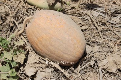 Pumpkin
کوسیچ
Kosich
اے کوسیچ گرماگی موسماں رودیت ۔ وہدے زمانگاں بلوچاں کوسیچ ھُشک کتگ انت پدا لُپپوک نیمگ چار کنڈی درچتگ توک ساپ کنت او ساپیں روگنانی درپ جوڑ کتگ انت ۔ کوسیچ اولی سبزی انت کہ دیراں چہ ابید سردانہ ھراب نہ بیت ۔کوسیچ ءِ باز زات انت بلے بلوچستاں سے چار زات ءَ چہ گیشتر نیست ۔
