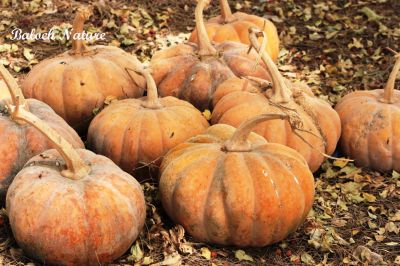 Pumpkin
کوسیچ
Kosich
اے کوسیچ ءِ دانگ انت ، اے پہ توم ءِ واستہ ایر کتگ انت ،نوکیں سال ءِ پسل ءِ واستہ اشیے توماں پر کن انت ۔ چونایا کوسیچ ءِ نارُشت جوڑ کن انت بلے مرچاں حلوہ ہم جوڑ کن انت ۔
