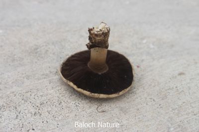Portobello Mushroom
پشتلینک
Pashtalink
اے کُٹینگ ء یک ذاتے کہ اشیا پشتلینک گوشنت - اے گیشتعر ہما جاہں رودیت یا پیداک بیت کہ اودا گورم یا گوک یلہ بوتگ انت - اشارا نارُشت کن انت - او اشکرے سرا پچ انتے باز تامدار انت او وشّیں بوہے کنت - زمانگا بہارے درگتا کُٹینگے چنگا جنگل او ہنکیناں شتگ انت کہ اودا کُٹینگ باز بوتگ -۔

