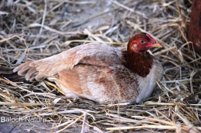 Breading Hen
نکینک کرُک انت
Nekaink krok ant
ادا نکینک ہیکانی سرا نہ نشتگ بلکن اے وتی چروانی سرا نشتگ کہ چہ شاھین ءُ پیشیاں وتی چروں بہ رکین ات ۔ 
