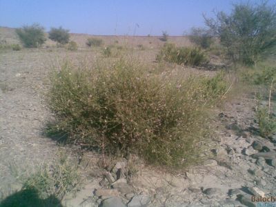 Taverniera glabra
Lantoog
لانٹوگ
لانٹوگ کسانیں درچکے کہ گیشتر بہارے درگتا رودیت - لانٹوگے دو زات انت، یکّے اسپیتیں او گورگیں ، دومی سبزیں لانٹوگ گوش انت - سبزین لانٹوگ سُہریں او گُلابیین پُلّان باز ڈولدا انت - دلوتانی چہ ھُشترے دوستناکیں وراک انت -۔


