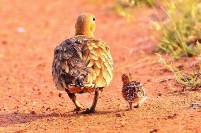  chestnut-bellied Sandgrouse
لکرک ءُ چُرو
Lekerik o Choro
لکرک یک میانی بالی مرگے کہ نیم کیلو آیے تور انت - بلوچستان ء ڈلپادیں ریکپادیں او بندگاہاں ترّ و تاب کنت - لکرک روچے یک رندے آپ کنت ، زمستان ء سہبے 10 چی 11 بلے گرماگ ء سہب ءِ 9 چہ 10 ء کوراں شیپاں بندگاہانی کابیلاں آپ کنت - آپ ء روگے وھدا ایشانی یک ٹولی یکجاہ بیت او آپ کنگا روت - آواز ہم دےان انت - لکرک ڈولداریں مرگے

