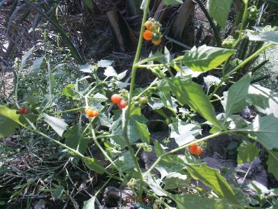 Solanum villosum
Lillan Balokk
لیلّاں بلوک
لیلاں بلوک بہار کاہے - بلوچستان ء دو نمونگیں لیلاں بلوک رودیت یکے زردیں دانگ پر کنت او دومی سیاہیں دانگ پر کنت - اے سُہر دانگ انت - لیلان بلوکے دانگ شرکن انت اشیا مردم ورنت او مُرگ ہم ورنت  

