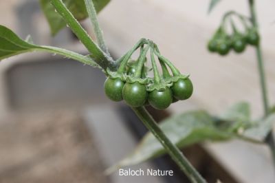 Solanum nigrum
لیلاں بلُک
Lillan balok
لیلاں بلوک بہار کاہے - بلوچستان ء دو نمونگیں لیلاں بلوک رودیت یکے زردیں دانگ پر کنت او دومی سیاہیں دانگ پر کنت - اے سیہ دانگ انت - لیلان بلوکے دانگ شرکن انت اشیا مردم ورنت او مُرگ ہم ورنت

