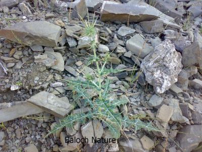 Carthamus oxyacantha
مزارکاہ
Mazarkah

مزارکاہ کسانیں کاہ ءِ کہ بہاگاہ ءِ وھد ءَ پیداک بیت ۔ اے زردیں ءُ گلابییں پُل پر کنت ۔ اے گیشتر پٹ ءُ میداناں رُدیت ۔ اے چو سگ دنتان ءِ وڑیں کاہ ءِ اشیے کسانیں دانگاں پہ تہلگ کار مرز کن انت ۔ اے گیشتر افریکہ بگر تاں ھند ءَ اے ہُشکاوگیں جاہاں رودیت ۔
