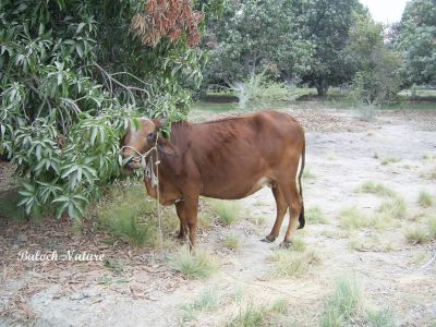 Cow
مادگ
Maadag
ادا مادگ ماں کِککاں شبستگ ۔
