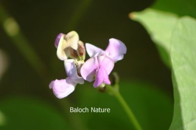 Black Eye Beans
Maak
ماک

ماک بلوچستان ء ڈگار او کُچّگاں مرچی ہم زینت انت ، ماک دراجیں کوسرک پر کنت کہ اسپیت گونگ انت - ماک ہم بلوچستان ء یک دھل ء زانگ بیت - ماک ء کُوّل باز تام دار انت - ماک ء کشار ہم سبز او ڈولدار انت ۔ ادا ماک پُل انت -۔
