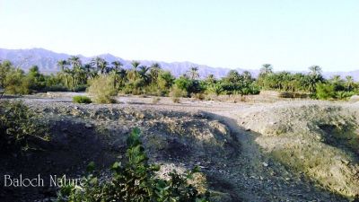 Oasis of Konshkalat 
مچکدگ
Machkidag
اے  کونشکلات تمپ ءِ مچکدگ انت 
