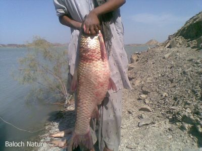 Common Carp (Cyprinus carpio)۔ 
گلفام
Golfam
اے وشیں آپ ءِ ماھیگ انت ۔ اشیے دراجی   120  سنٹی  بیت۔ اشیے وزن 40 کیلو بوت کنت۔ اے ماھیگے  عمرے کساس 65 سال انت بلے تاں 100 سال ءَ زندگ بوت کنت ۔ اے ماھیگ مکران ءَ 2005  ءَ میران ڈیم ءَ زاھری کتگ ، بلے ادے مردماں اشیارا الکاپیں نام دات نہ کتگ۔ چیزے مردمان اشیارا مشرف گشتگ ءُ لہتیں مرماں اشیارا بےنزیر گوشتگ ۔ اے ماھیگ وشیں آپیگ انت ءُ بلوچستاں وشیں دریا نہ بوتگ، بلوچستان ایوکا وشین دریا ءَ ڈیرہ غازیخان ءَ است انت بلے واکاں ڈیرہ غازی خان چہ بلوچستان ءَ جتا کتگ۔ 
ڈیرہ غازی خان بلوچ اے ماھیگ ءَ گلفام گوش انت۔ 
انڈیا ءَ اے ماھیگ ءَ رُوھُو گوش انت۔
بنگالی اے ماھیگ ءَ روحی گوش انت۔
انگریزی ءَ(Cyprinus carpio) Common Carp ۔ 
