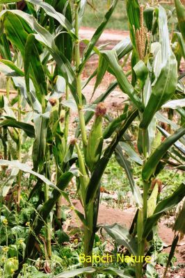 Maize
مکئی
Makkai
مکئِ بلوچستان ء کشارکم کن انت پرچا کہ اشیا دانگ ء تاپنت و ورانت - مرچاں چہ مکِئ وراگی ٹیل جوڈ کن انت
