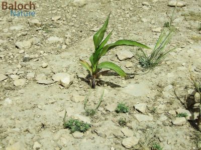 Maize
Makkai e Kadab
مکئ 

مکئِ بلوچستان ء کشارکم کن انت پرچا کہ اشیا دانگ ء تاپنت و ورانت - مرچاں چہ مکِئ وراگی ٹیل جوڈ کن انت 
