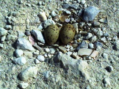 Sooty Tern eggs
سیاھیں ملیرے ھیک
Seyahin Mallir e haik
