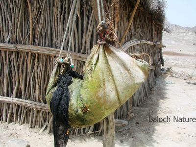 Baloch Classic Water storage
Mashk
مشک
مشک بلوچانی کواھنیں آپانی درپ انت ۔ مرچی باندا مشک کم کارمرز بوّاگان انت ۔ بلے پدا ہم بلوچستاں انچیں ہند او دمگ است کہ تنیگا مشک پہ آپ ء واستا کارمرز کن انت ۔ مشک چہ سیاہ پس ے پوست ء جوڑ کن انت ۔ مشک ء آپ باز سرد بنت ۔

