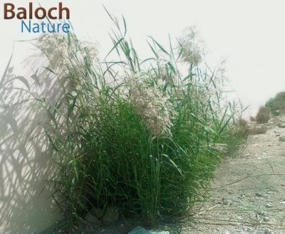 Reed grass
Masolk ya Drogg
ماسولک یا دُرُگ
اے کاش ء ذاتیں کاہے  -  اے گیشتر نمب ، لچ و مین ء رودیت 
وہد ے زمانگ ء ماسولک ء لٹ تراشتگ ہ کلم جوڑ کوتگ - ماسولک باز ڈولدارینت - ماسولک ء کاھ ء درستین دلوت ورنت 
