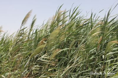 Arundo donax
Masolk ya Drogg
ماسولک یا دُرُگ
اے کاش ء ذاتیں کاہے - اے گیشتر نمب ، لچ و مین ء رودیت 
وہد ے زمانگ ء ماسولک ء لٹ تراشتگ ہ کلم جوڑ کوتگ - ماسولک باز ڈولدارینت - ماسولک ء کاھ ء درستین دلوت ورنت 

