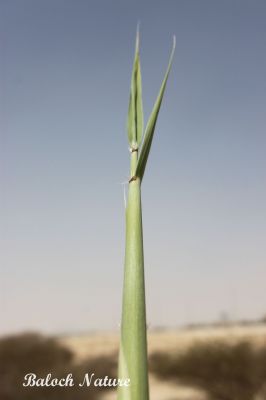 Reed grass
ماسولک
Masolk
اے ماسولک انت، ماسولک یک کاہ ءِ کہ گیشترلچ ءُ مین ءَ رودیت، بزاں ہما جاہ ءَ آپ گیش بیت اے کاہ ہمودا پیداوری کنت، اے چو نل یا قلم ءِ وڑیں کاہ ءِ اشیے دارے تہ پچ انت، وھدے زمانگ ءَ ہمیشیے دارے قلم جوڑ کتگ ءُ اسکول ءَ لوح نبشتہ کتگ انت کہ مردمانی ھت وش بوتگ انت۔ 
اے اکس ءِ تہا ماسولک نالک انت

