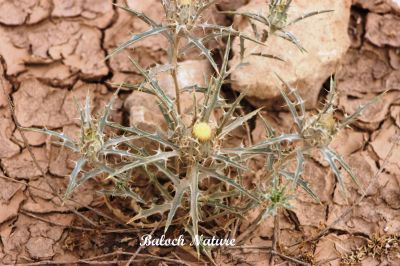 Carthamus oxyacantha
مزار کاہ
Mazar kah
مزارکاہ کسانیں کُنٹگویں کاہ ءِ کہ گیشتر ماں ڈلپادیں ھنداں رودیت ۔ اشیے بارگیں زبریں تاکان کنٹگ  پر بیت ۔ اے جو سگ دنتان ءِ وڈیں کاہے بلے اے ڈولداریں پُل ءِ پر کنت او دانگ چو پژم ءِ وڑا بال کن انت ۔
