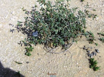 Helianthemum lippii
مزّوُم
Mazzom
مزّوُم کسانیں ورّودیں کاہے - کہ گیشتر ماں کوُہانی شان اُو ڈلدیماں رودیت - بلے ہما جاہا کہ مزوُم گندگ بیت بزاں کہ ادا زُنڈ ہم بیت زُنڈ یک وڈیں کوٹینگے کہ مکران ء گیشتر کُلبرے ہند و دماگاں رودیت  
